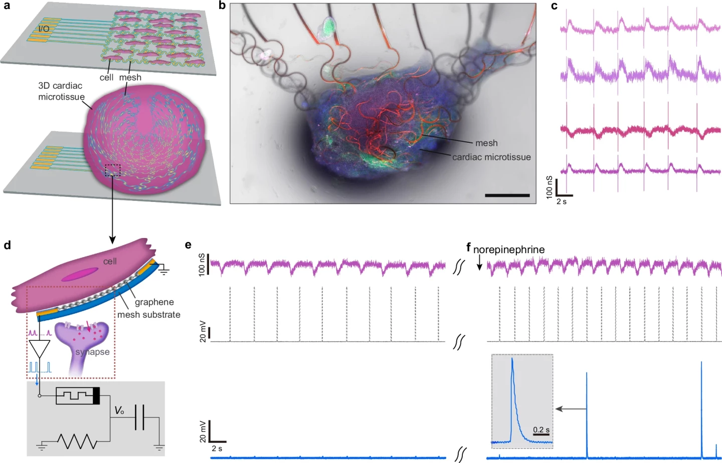 Diagrams showing connecting the artificial neuron to a heart muscle cell, the sensing signals it recorded, and the neuron firing in response