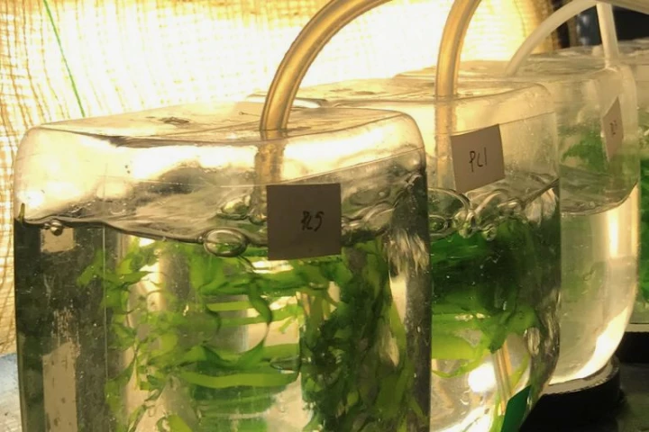 The study used "process water" from four sources as fertilizer for four varieties of sea lettuce