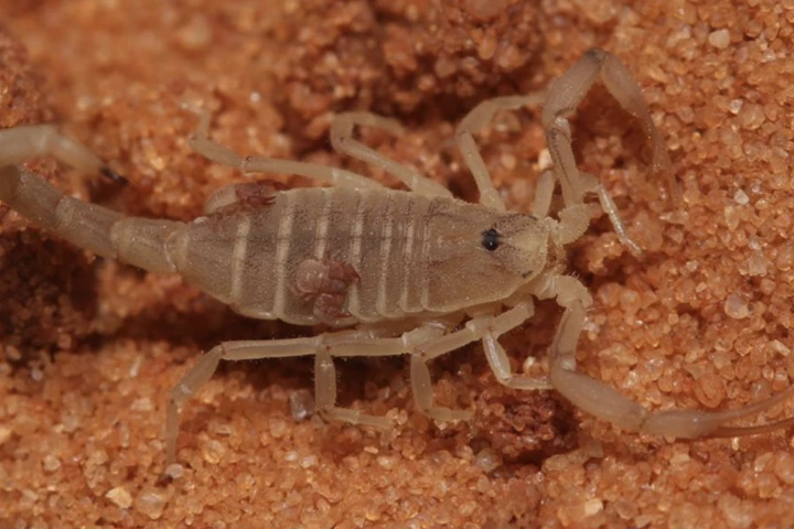 This is the first time researchers have seen the B. israelensis scorpion with N. wahrmani pseudoscorpion hitchhikers