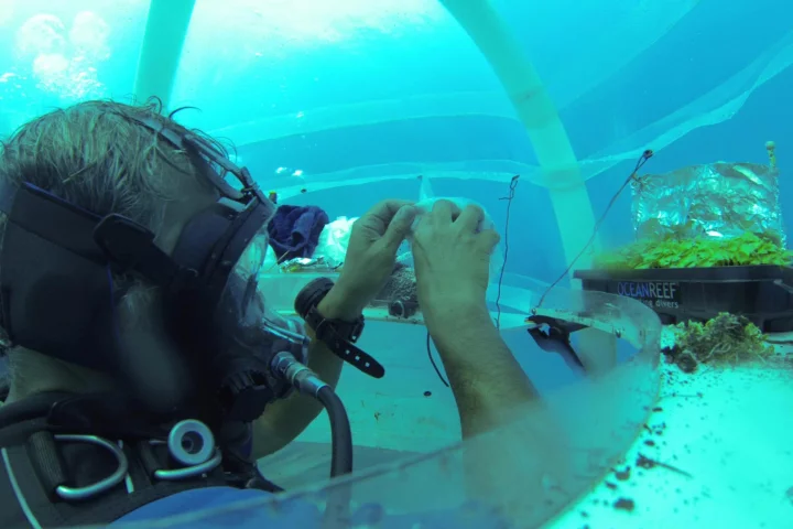 Growing plants underwater requires little energy, as there is no need for thermal regulation, water or pesticides