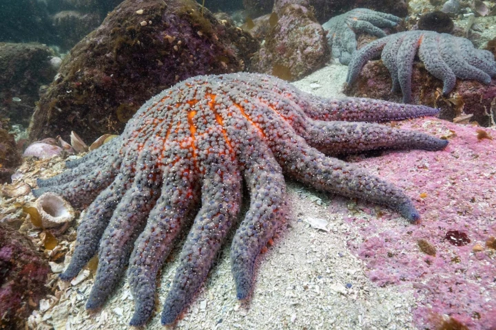 More than a decade ago starfish started dying from a mysterious disease. Scientists have now finally figured out what has been going on.