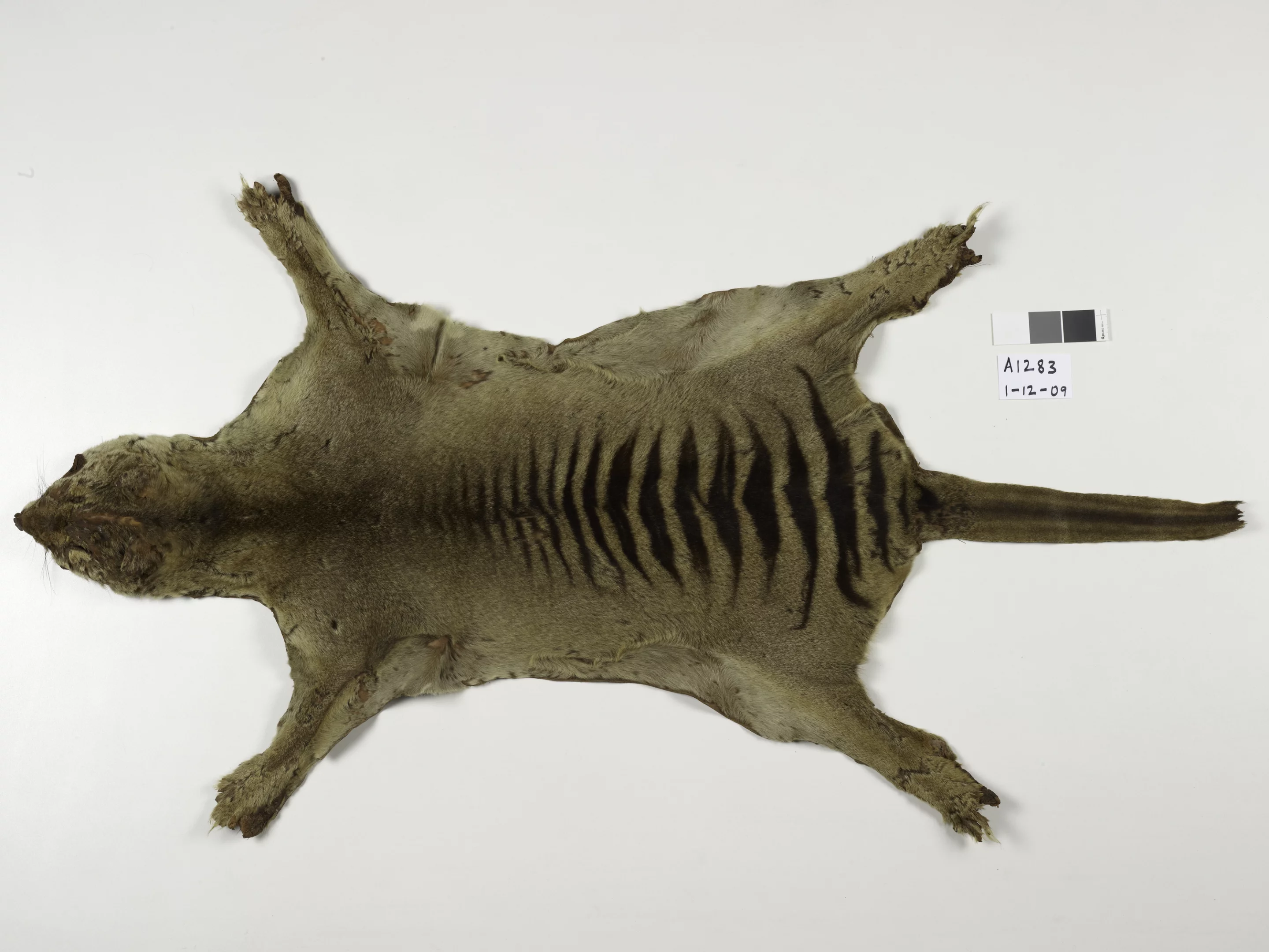 The thylacine skin now linked to the last known individual of the species