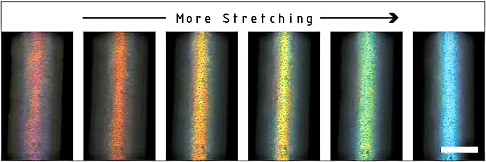 The appearance of the new Harvard color-change fibers, as the fiber is stretched to double its original length