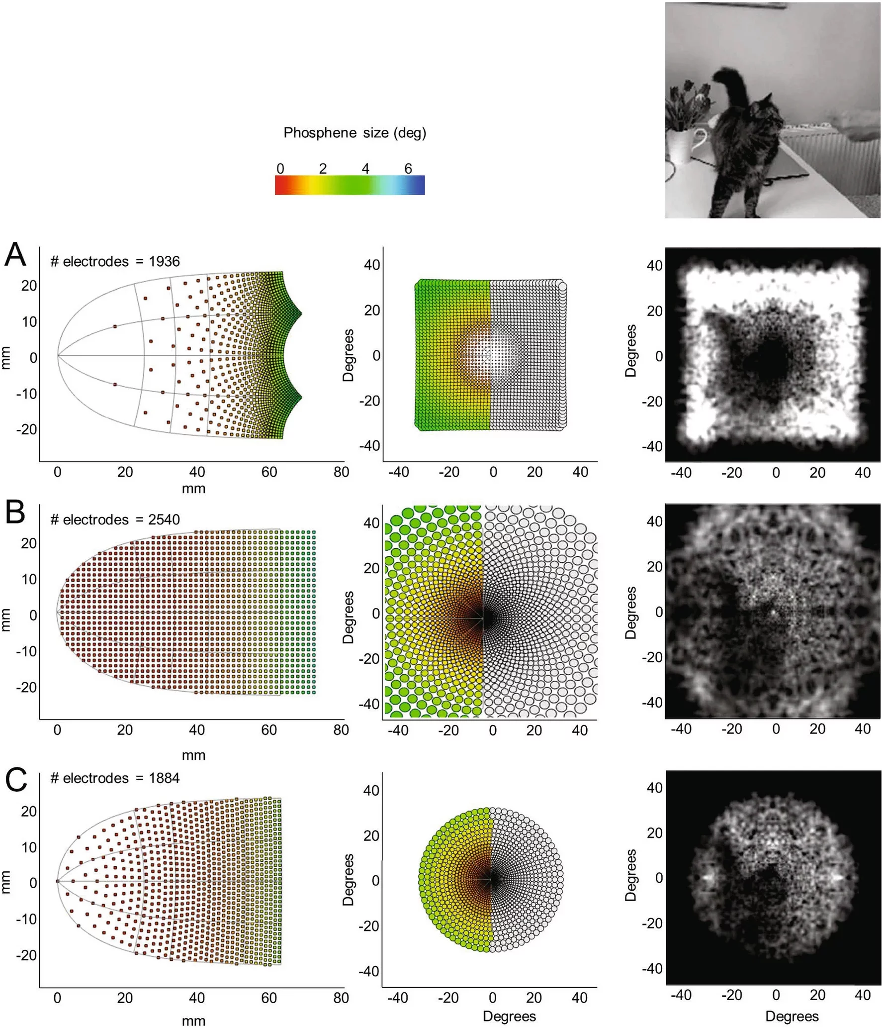 The models of electrode arrays and how the cat video would be processed in the visual cortex