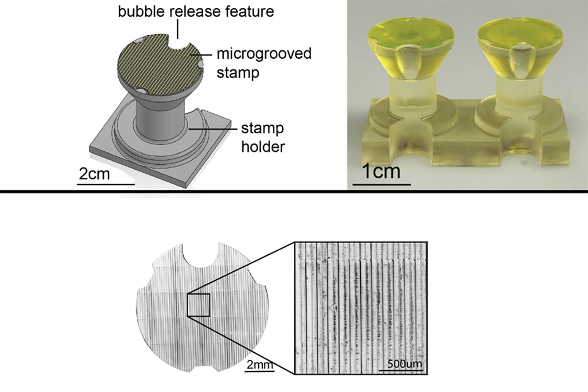 The 'stamping' approach involves 3D-printing a handheld stamp (top images) patterned with microscopic grooves to house real cells, which grew along those grooves into fibers (bottom)