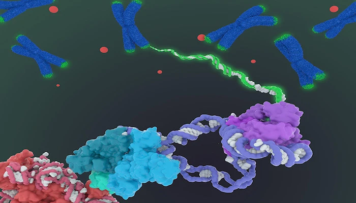 An artist's rendition of the enzyme telomerase (bottom), as it feeds DNA back into the telomeres, the green protective caps on the ends of chromosomes (blue Xs)