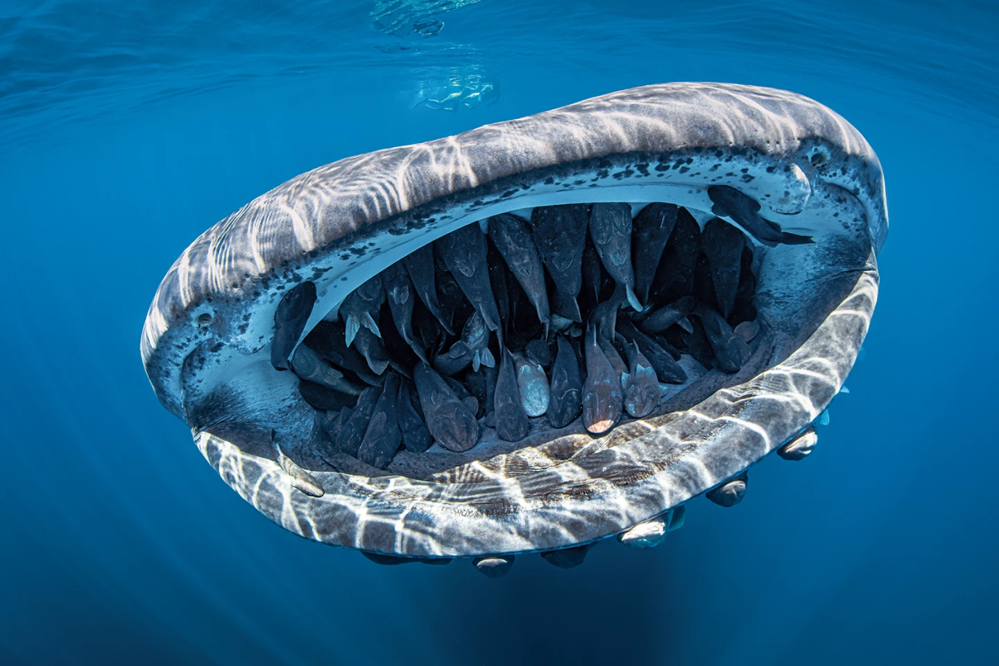 Grand Prize Winner. Baja California, Mexico. A whale shark with dozens of remoras in its mouth