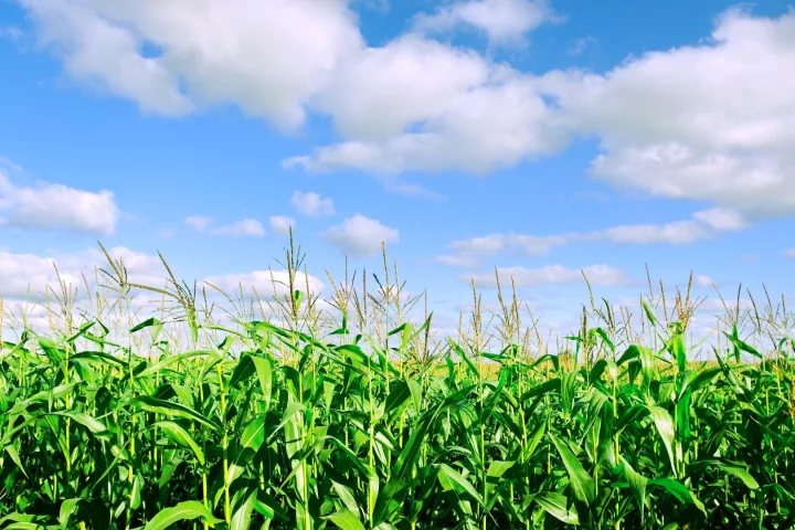 The system is being used to develop drought-resistant corn and other crops