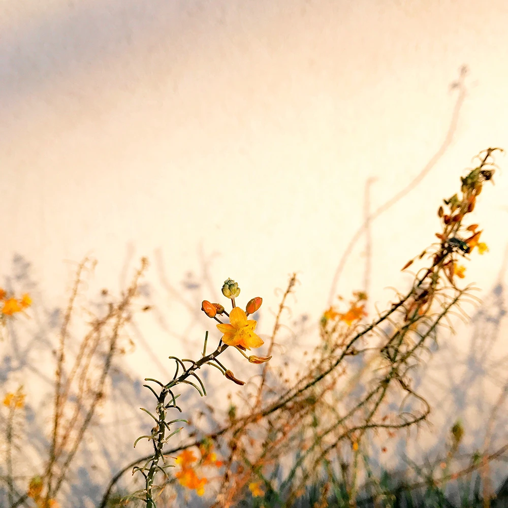 First place in the floral category of the 2018 iPhone Photography Awards