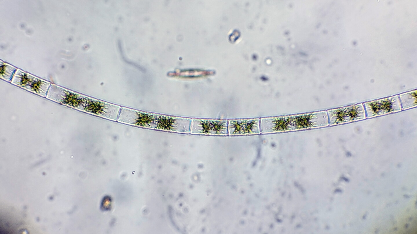 Mapping the genome of Zygnema algae has shone a light on the evolution of land plants