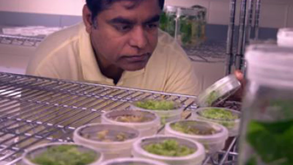 Dr. Henry Daniell has developed a cheap way to produce ethanol from waste materials (Image: Jacque Brund)