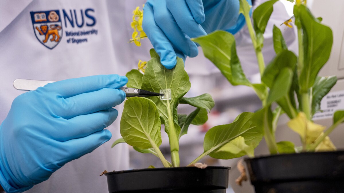 'Microneedling' of plants could boost growth and reduce fertilizer waste
