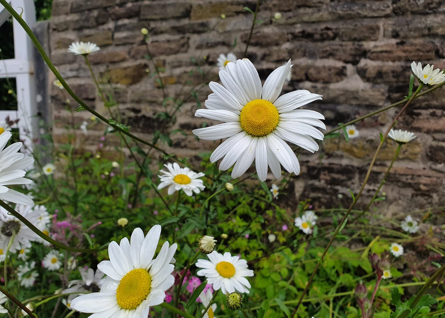 Close-up shots proved no problem for the S10, with rich colors and a minimal amount of noise