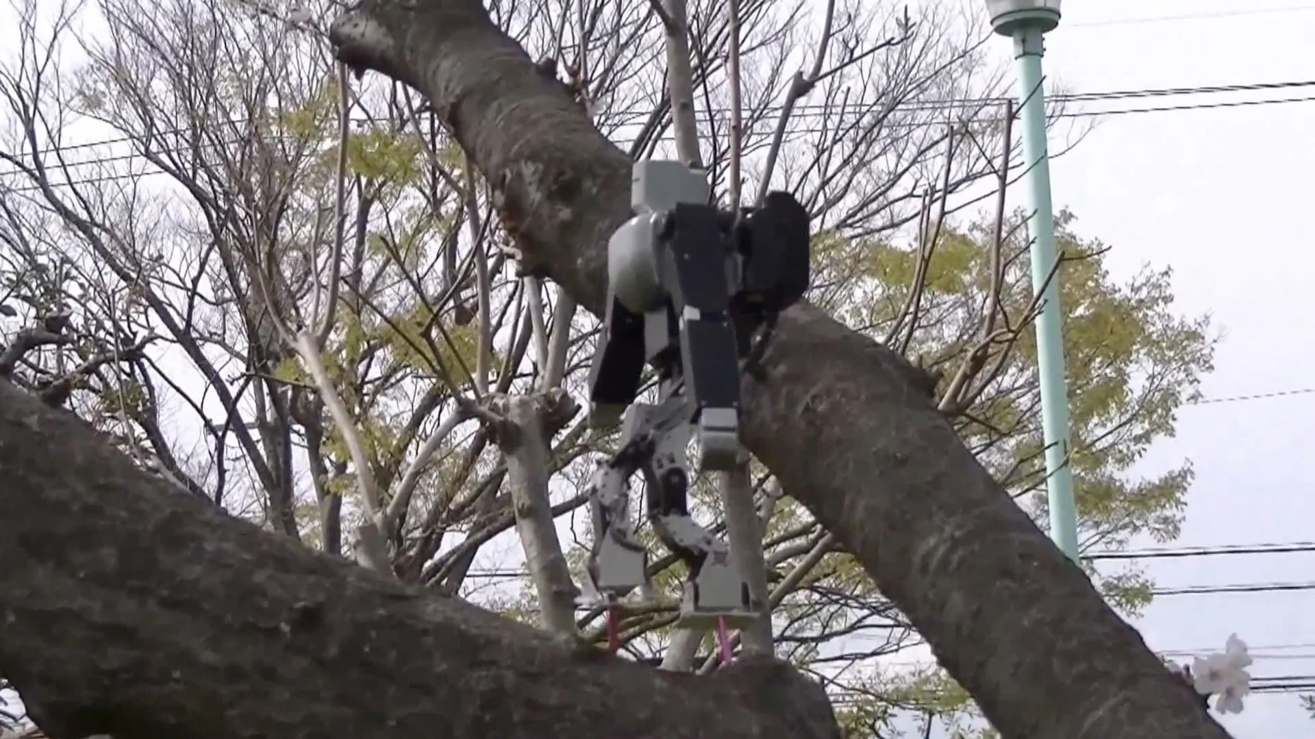 Dr. Guero's hobby robot kit balances on stilts on a tree branch