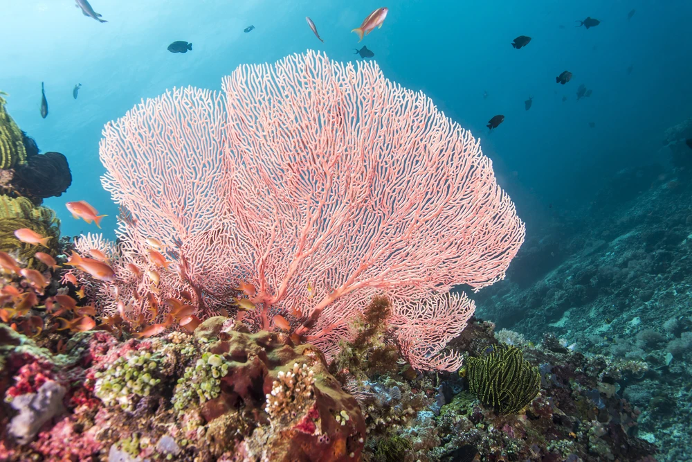 A synthetic material that mimic the structure of coral could help remove toxic heavy metals from the ocean (Credit: Shutterstock)