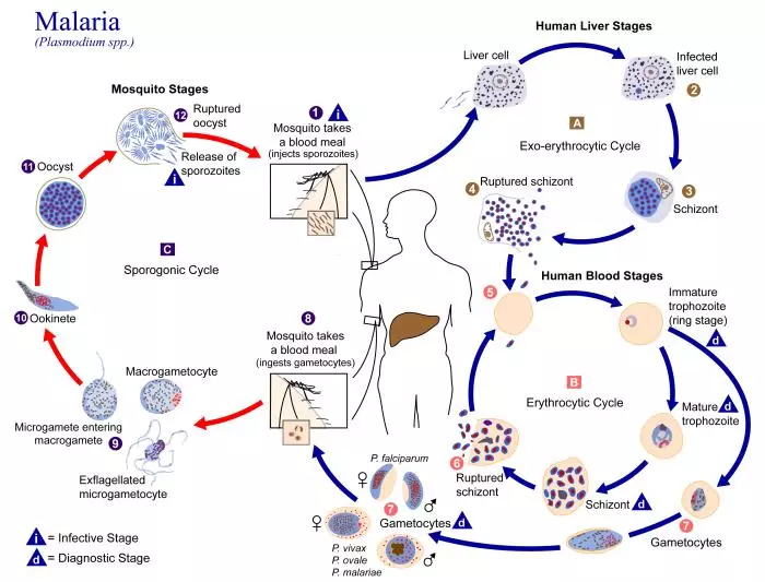 Life cycle of Plasmodium falciparum, the mosquito-borne parasite that causes malaria