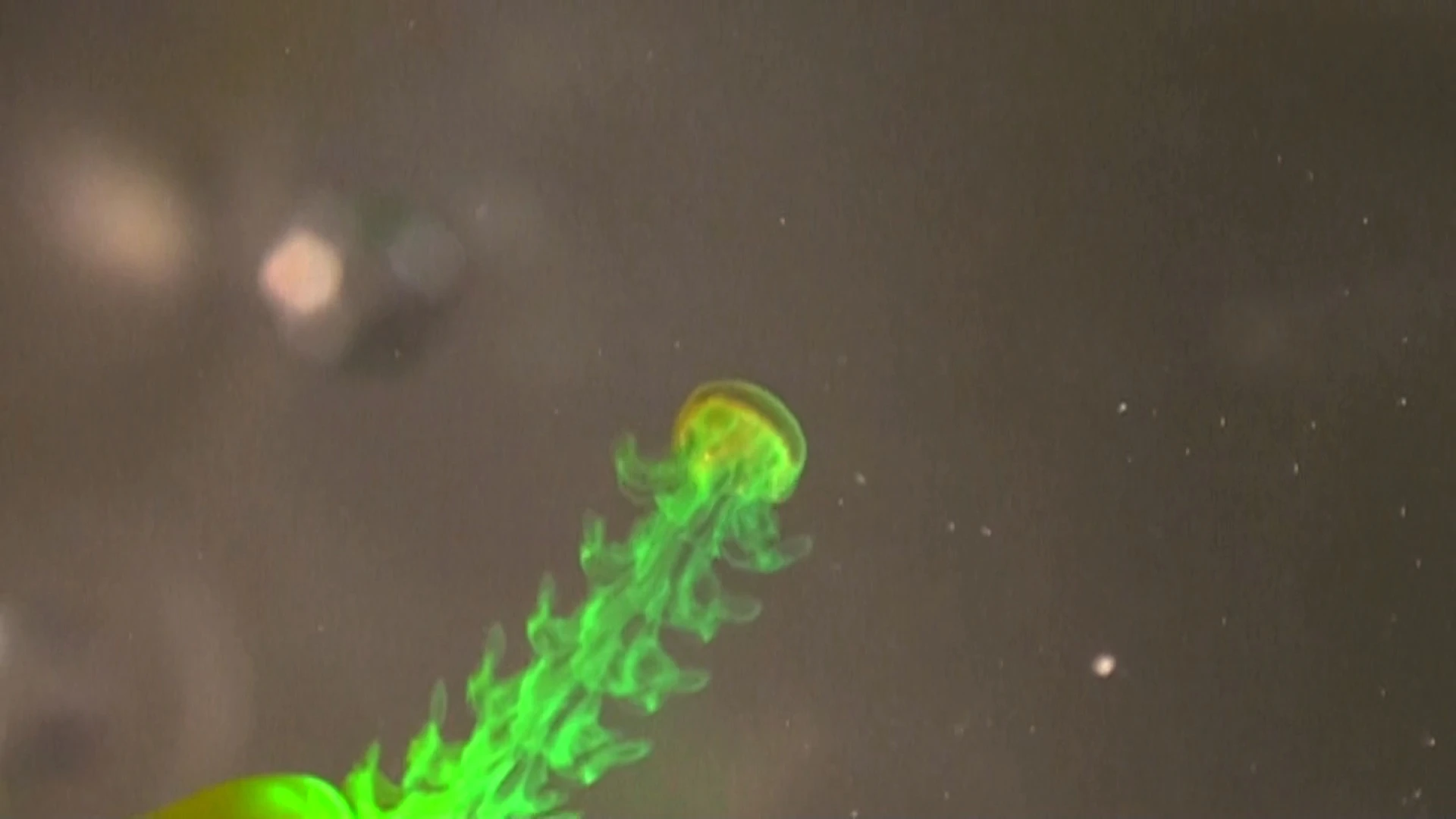 The wake of a swimming moon jellyfish is visualized using fluorescent dye