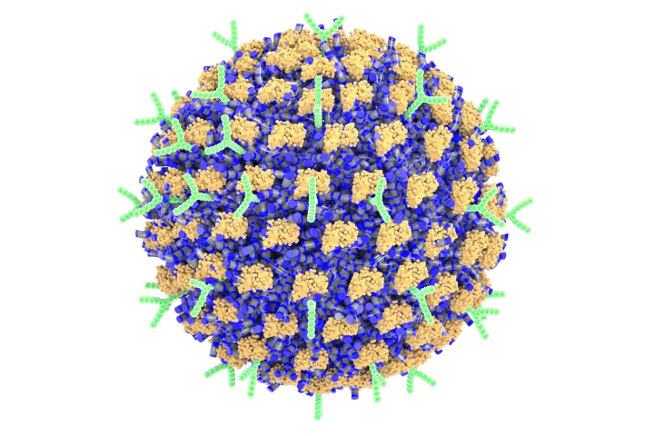 Researchers have created a nanoparticle decorated with antibodies that targets the cells responsible for allergic reactions