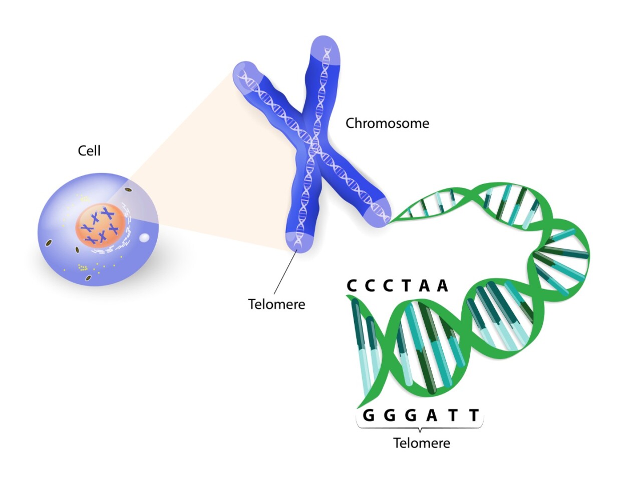 Telomeres are short, repeating sections of DNA at the ends of chromosomes, which help protect important information from being lost during cell division