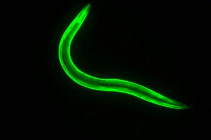 The mutant gene SKN-1 found in the worm Caenorhabditis elegant has been shown to negate weight gain that typically accompanies high sugar diets
