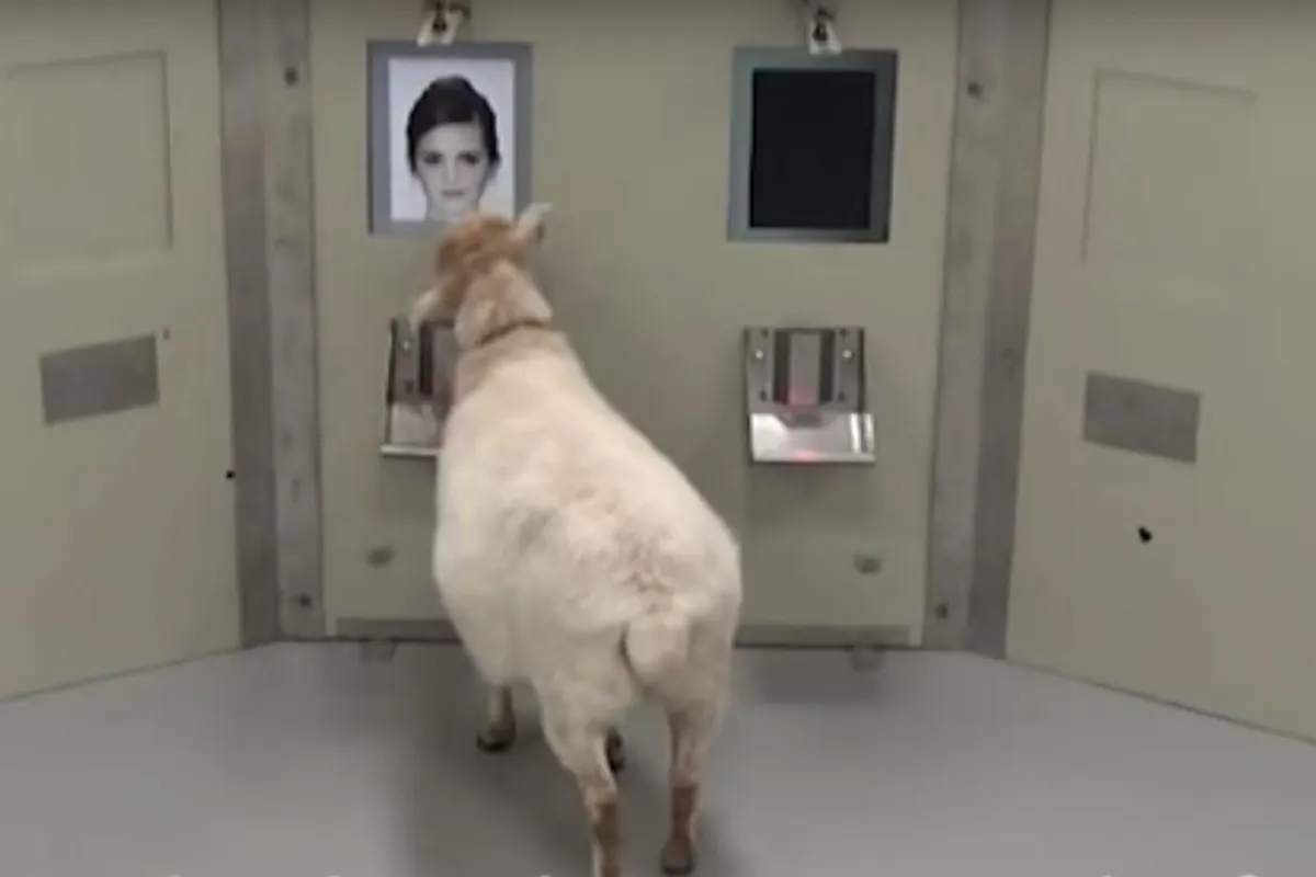 Sheep were able to select the faces of celebrities from a random queue of images with a high rate of success