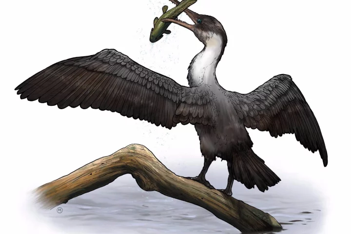 The fossilized remains of Tingmiatornis arctica date from the Turonian age of the Cretaceous period about 93.9 to 89.8 million years ago