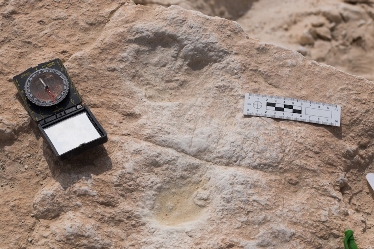 Some of the fossilized footprints discovered in Saudi Arabia