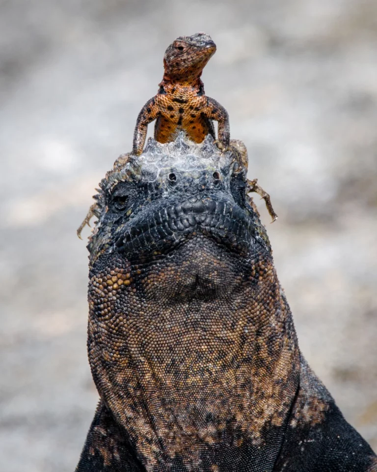 Winner of this year's Reader's Choice award: Giddyup, Partner shows a lava lizard riding a marine iguana and looking like a gundam pilot