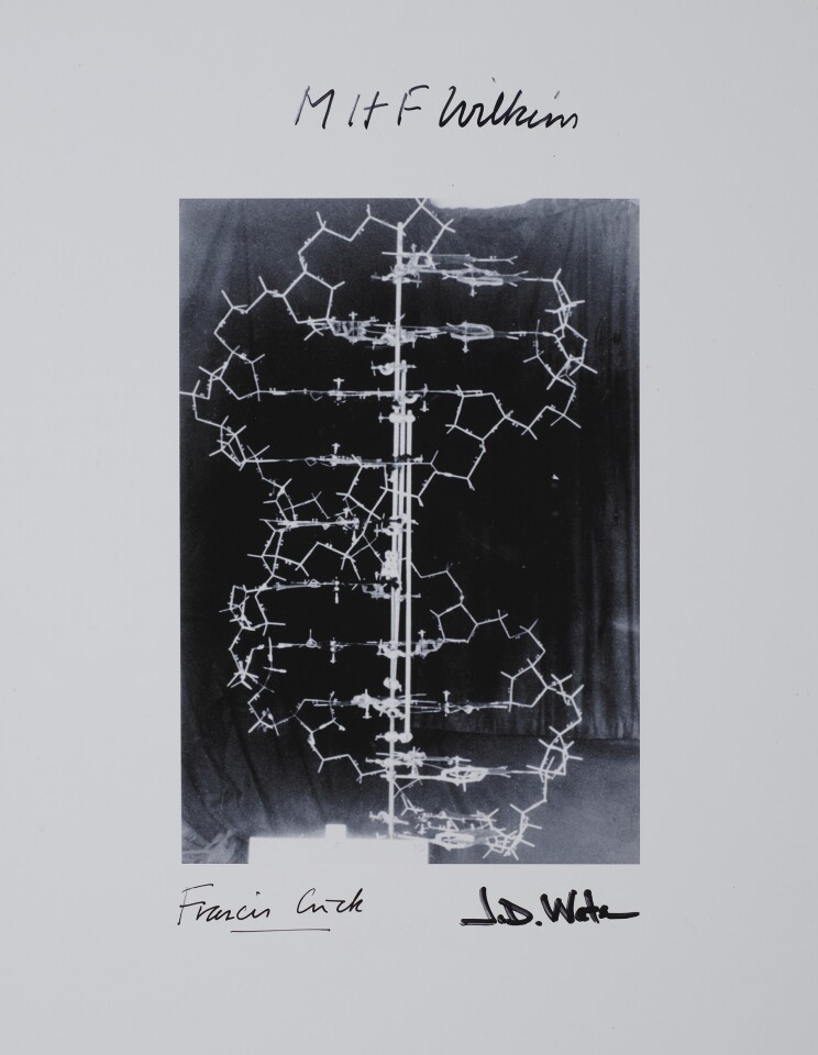 One of the most important scientific discoveries in history, this is a digital image of the original double-helix model of DNA, signed by all three Nobel Prize recipients for the discovery: Francis Crick, James Watson and Maurice Wilkins