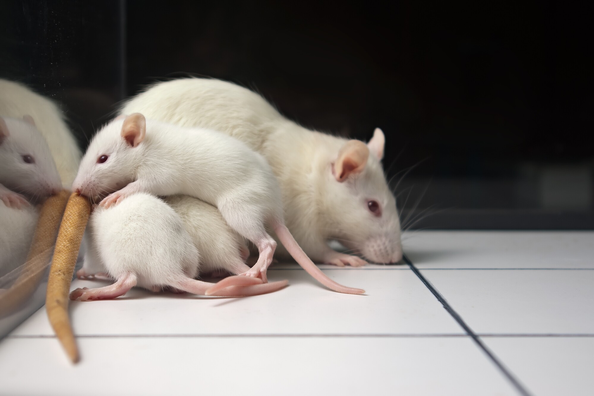 "Young blood" particles that help old mice fight aging identified