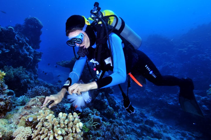 Researcher Petar Souter gathers samples off the coast of Queensland
