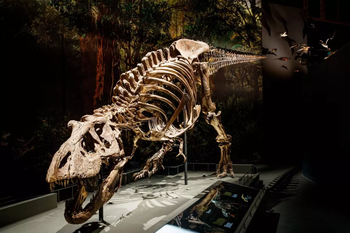 The model was based on the skeleton of "Trix," an adult female Tyrannosaurus rex