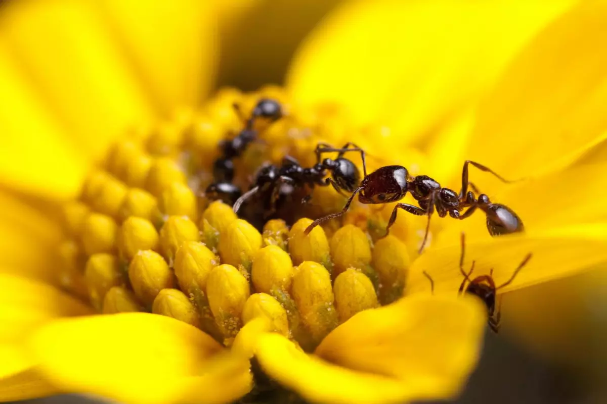 The desert fire ant, Solenopsis xyloni, was found to produce some of the strongest antimicrobials measured in social insects