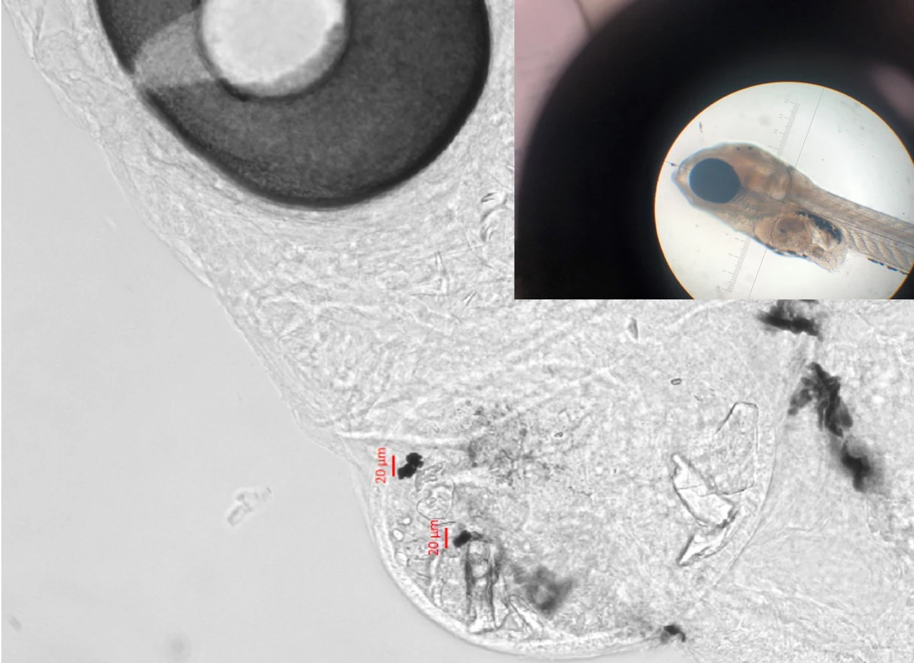 A five-day-old Inland Silverside fish with tire wear particles in its gut