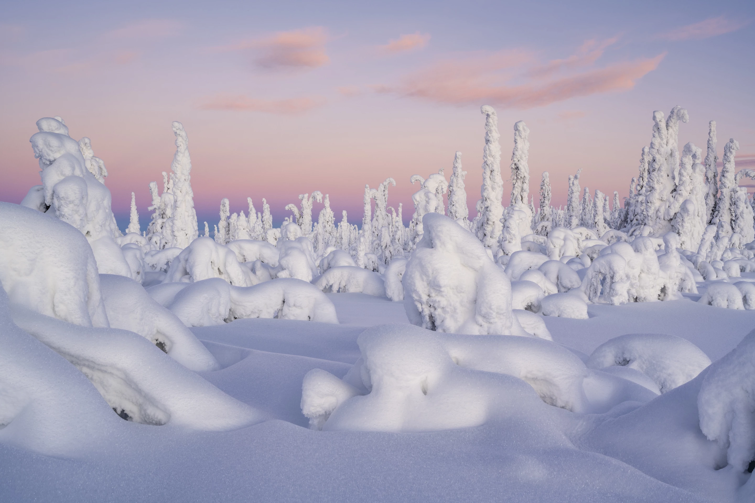 Top 100. Midwinter Morning. Northern Lapland, Sweden
