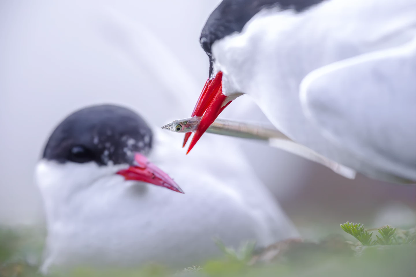 Networks in Nature student winner – "Fisheye Perspective" by Filip Jarzynski