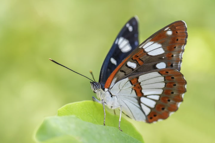 A new study of butterflies in flight has revealed some neat trickery they use to evade predators