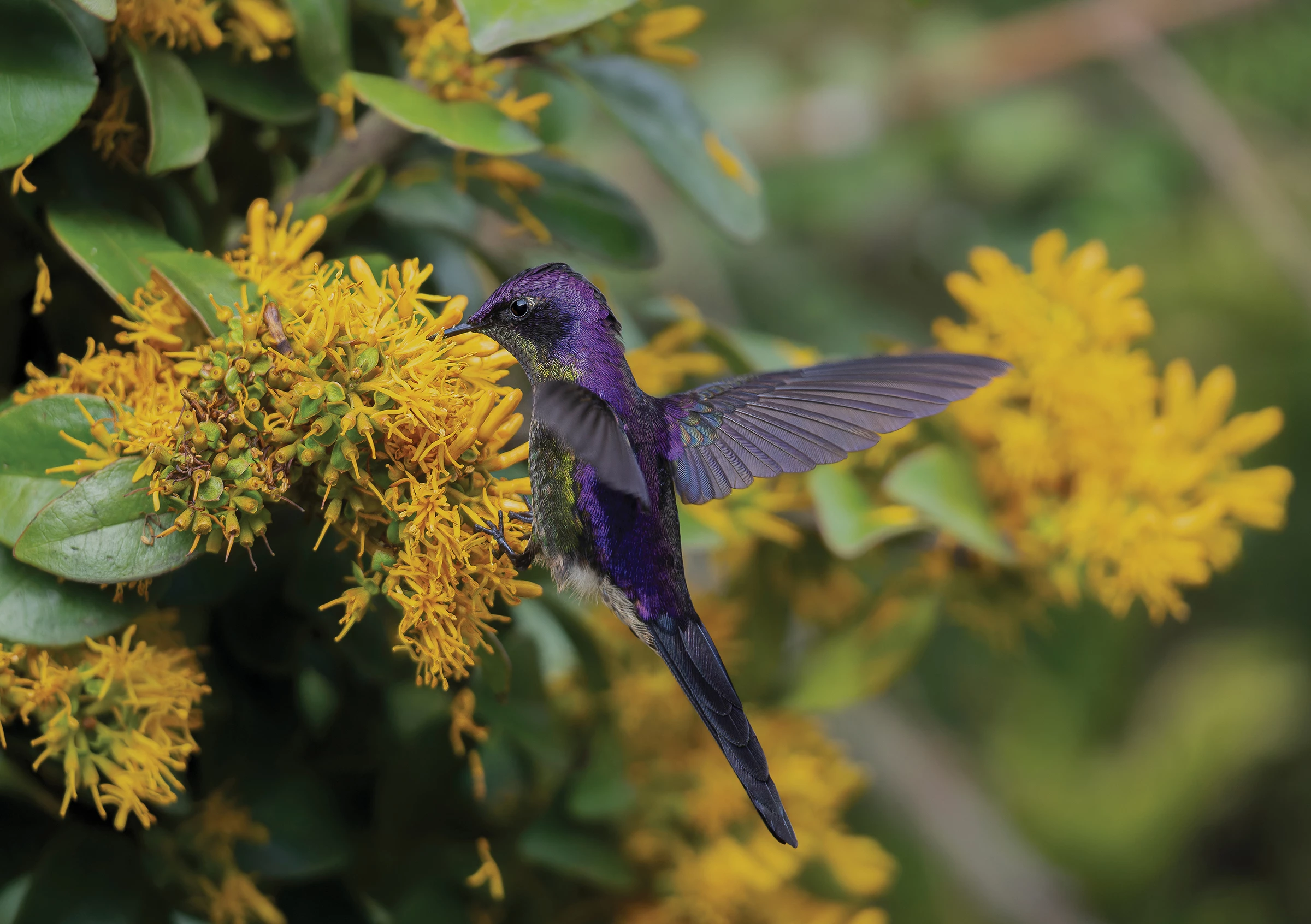 2025 Plants for Birds Colombia Winner: Purple-backed thornbill (Ramphomicron microrhynchum) by Cristian Valencia (Villamaria, Colombia)