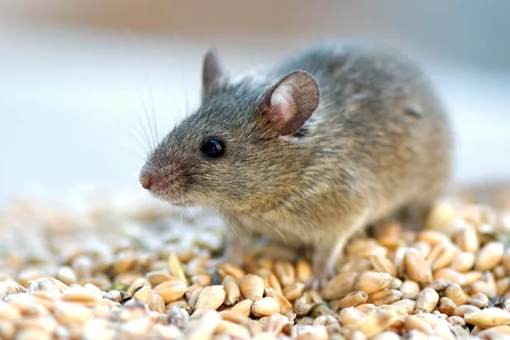 The lifespan of older mice was extended when a protein called eNAMPT was isolated from the blood of young mice