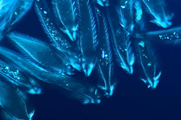 The winning video in the 2021 Nikon Small World in Motion Competition zoomed in on tiny micro-organisms that live inside the gut of termites