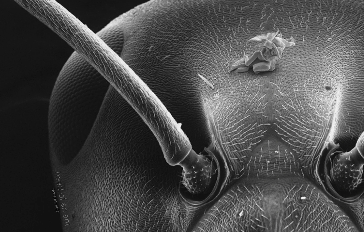 The sculpture "Cupid and Psyche: The First Kiss" on the head of an insect (Photo: Jonty Hurwitz)