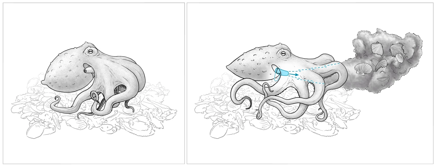 Artist's impression of an octopus throwing objects using its siphon