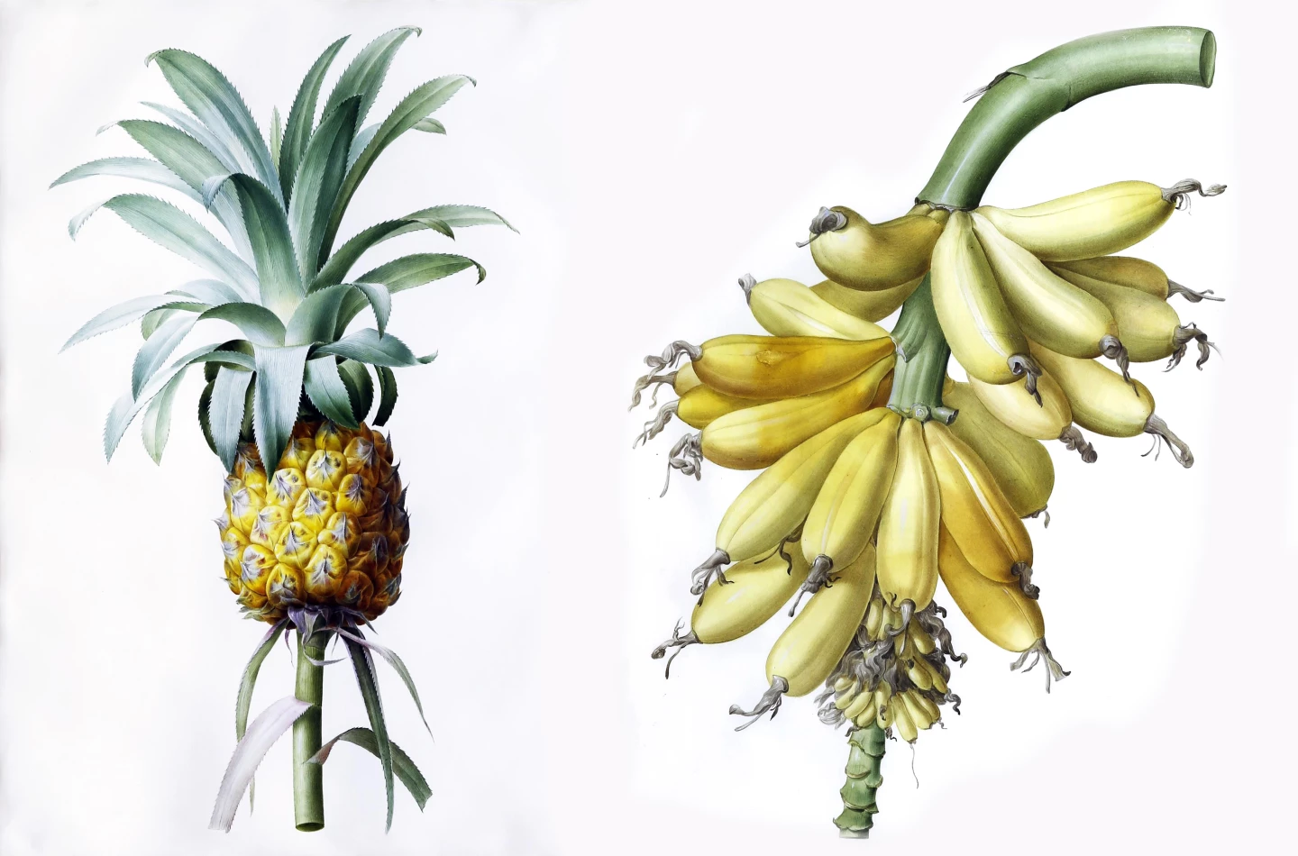 In 2020 a number of the original watercolors used in the preparation of Les Liliacees went to auction at Arader Galleries, with the top sellers being the watercolor for plate 456: Bromella ananas (Cultivated Pineapple) and the watercolor for plate 444: Musa paradisiaca (Banana) that both sold for $522,750 (including buyers premium).