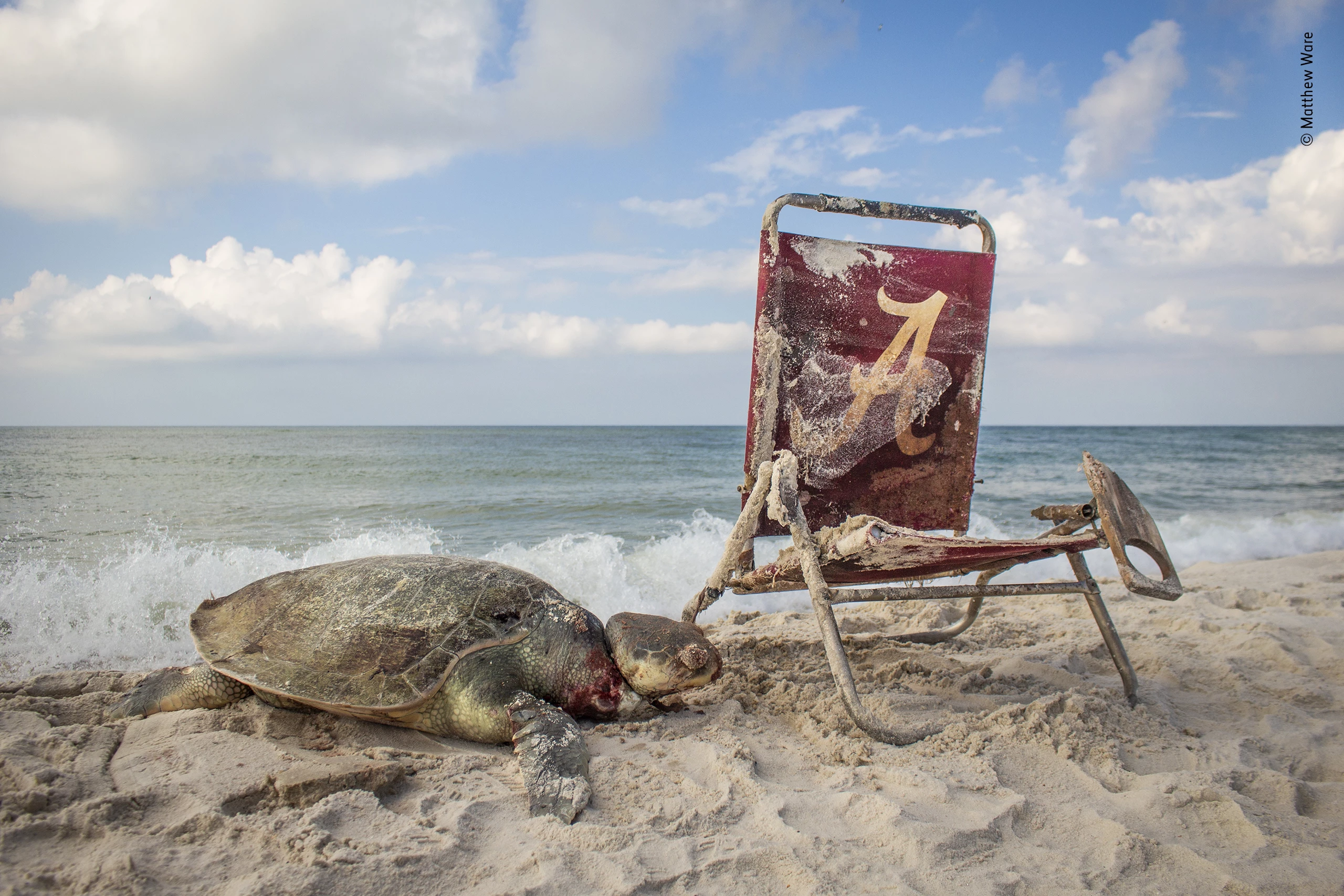 "Beach waste" by Matthew Ware, USA. Highly Commended 2019, Wildlife Photojournalism. From a distance, the beach scene at Alabama’s Bon Secour National Wildlife Refuge looked appealing: blue sky, soft sand and a Kemp’s ridley sea turtle. But as Matthew and the strandings patrol team got closer they could see the fatal noose around the turtle’s neck attached to the washed-up beach chair. The Kemp’s ridley is not only one of the smallest sea turtles – just 65 centimeters (2 feet) long – it is also the most endangered. Over the past 50 years, human activities – from egg and meat consumption to incidental capture in fishing nets – have greatly reduced its numbers. Today, despite protection of its limited nesting sites along the western coast of the Gulf of Mexico and a requirement for trawlers to use turtle-excluders, it is still under threat. But as Matthew witnesses on his daily nesting-patrol, another danger is injury or drowning resulting from the huge amount of discarded fishing gear and rubbish that ends up in the ocean.
