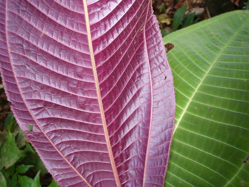 One weed of particular concern is the aggressive Miconia calvescens – also known as the purple plague (Photo: CSIRO)