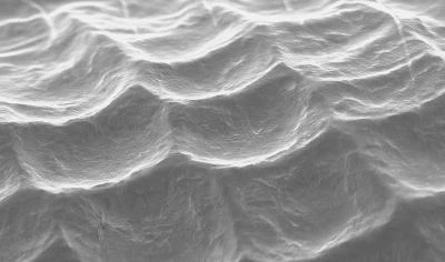 SEM image showing that the surface of a wing scale is covered with concavities (Image: Mathias Kolle, University of Cambridge)