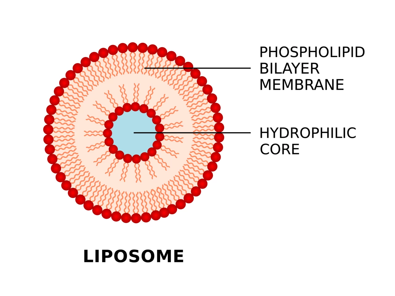 A standard liposome, comprised of an aqueous core enclosed by a bilayer lipid membrane