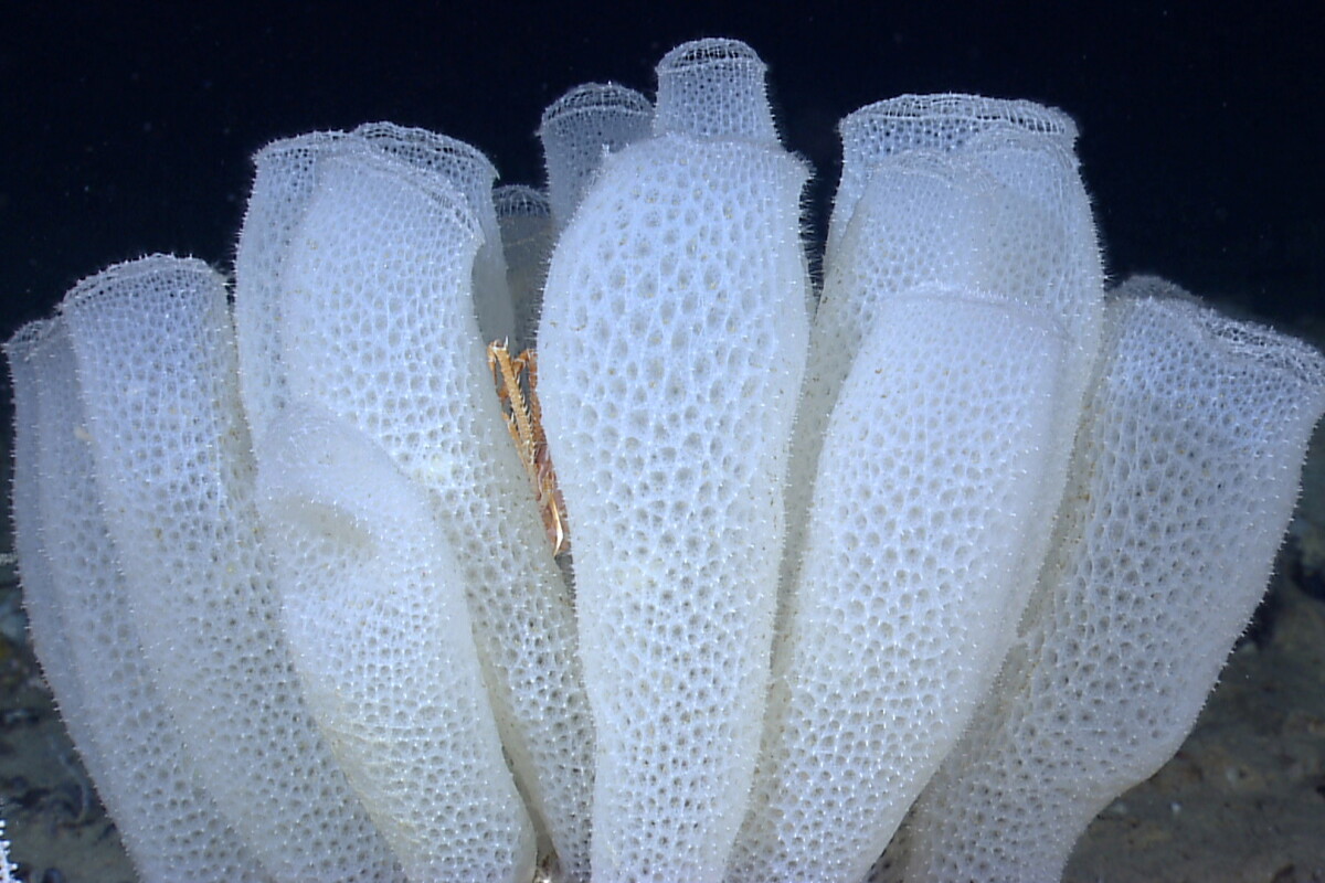 Sea sponges serve as inspiration for strong, lightweight metamaterials