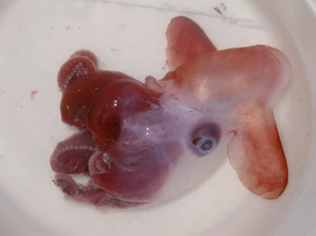 Dumbos use a pair of ear-like fins to swim (Photo: David Shale)