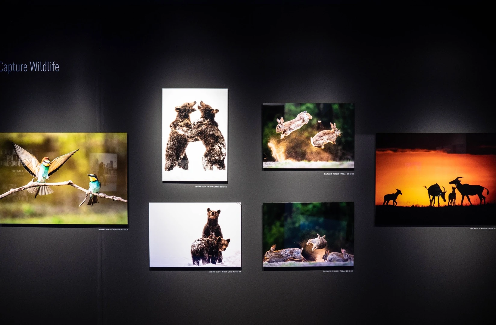 Artworks by Panasonic Lumix ambassadors